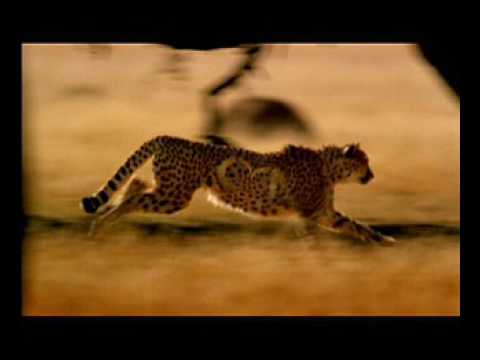 Gama CVT Cheetah